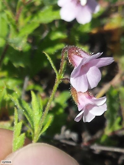 Hermannia verdoorniae, photographed by Chris Vynbos