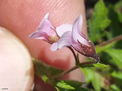 Hermannia verdoorniae, photographed by Chris Vynbos
