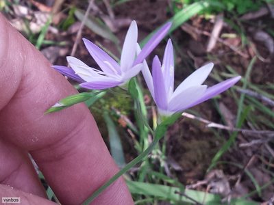 Geissorhiza inaequalis, photographed by Chris Vynbos