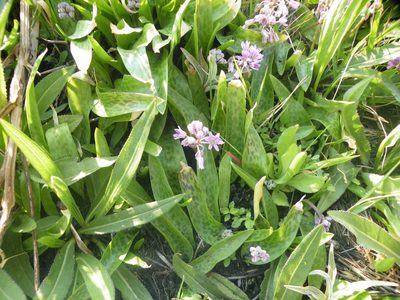 Ledebouria cooperi, photographed by Antoinette Eyssell Knox