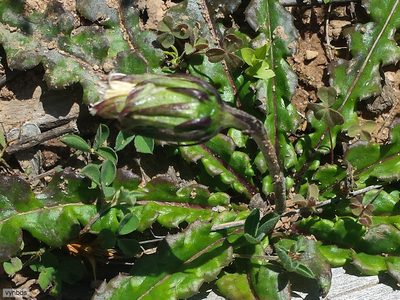 Perdicium capense, photographed by Chris Vynbos