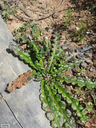 Perdicium capense, photographed by Chris Vynbos
