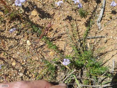 Wahlenbergia prostrata, photographed by Chris Vynbos