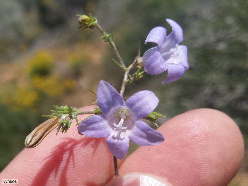 Wahlenbergia prostrata, photographed by Chris Vynbos