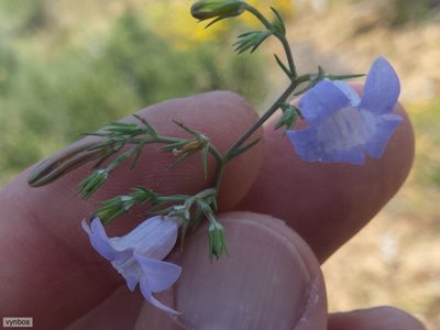 Wahlenbergia prostrata, photographed by Chris Vynbos