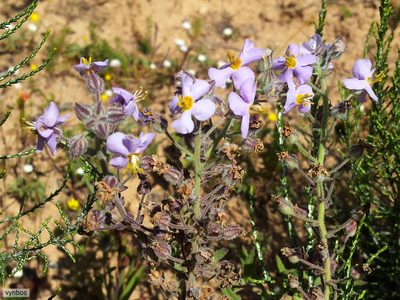 Chaenostoma caeruleum, photographed by Chris Vynbos