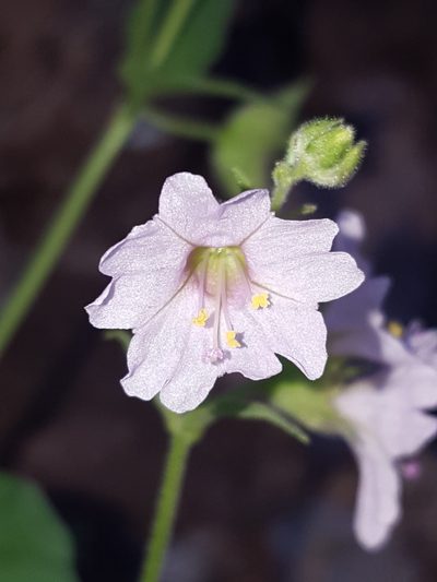 Mirabilis oxybaphoides, photographed by Alex Abair