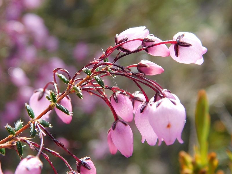 Erica carduifolia, photographed by Klaus Wehrlin