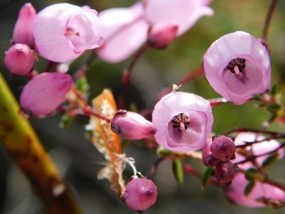 Erica carduifolia, photographed by Klaus Wehrlin