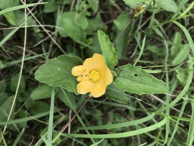 Malvastrum aurantiacum, photographed by Northcut