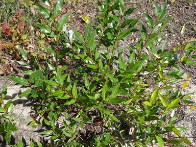 Salix lucida, photographed by Reuven Martin