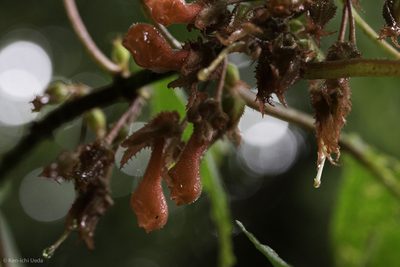 Glossoloma tetragonum, photographed by Ken-ichi Ueda