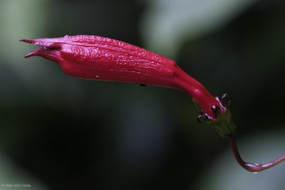Centropogon costaricae, photographed by Ken-ichi Ueda