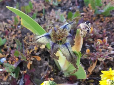 Ferraria variabilis, photographed by Chris Vynbos