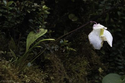 Utricularia praetermissa, photographed by Ken-ichi Ueda