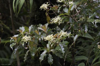 Arachnothryx monteverdensis, photographed by Ken-ichi Ueda