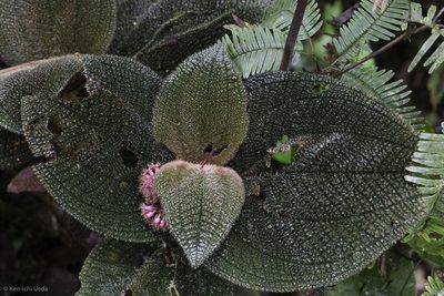 Miconia reflexa, photographed by Ken-ichi Ueda