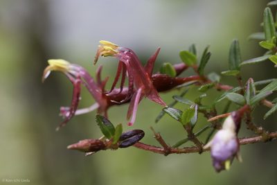 Monochaetum linearifolium, photographed by Ken-ichi Ueda