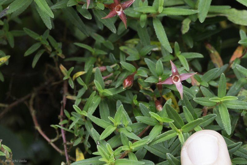 Monochaetum linearifolium, photographed by Ken-ichi Ueda