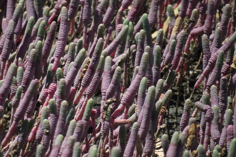 Tecticornia australasica, photographed by coenobita