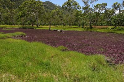 Tecticornia australasica, photographed by coenobita