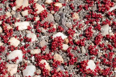 Crassula minuta, photographed by magriet b