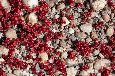 Crassula minuta, photographed by magriet b