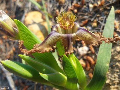 Ferraria variabilis, photographed by Chris Vynbos