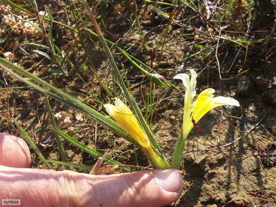 Babiana vanzijliae, photographed by Chris Vynbos