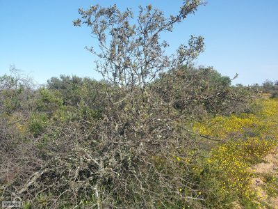 Searsia longispina, photographed by Chris Vynbos