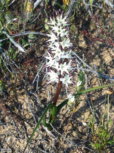 Wurmbea spicata, photographed by Chris Vynbos