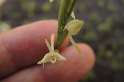 Habenaria propinquior, photographed by coenobita