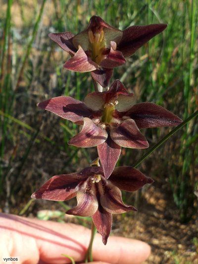 Gladiolus hyalinus, photographed by Chris Vynbos