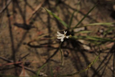 Stylidium capillare, photographed by coenobita