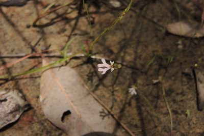 Stylidium capillare, photographed by coenobita