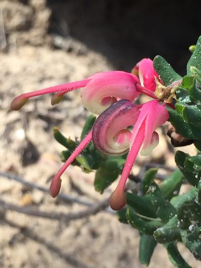 Grevillea baueri, photographed by birdspaz