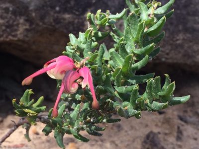Grevillea baueri, photographed by birdspaz