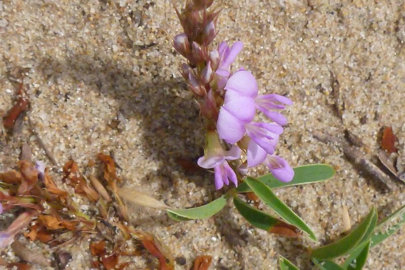 Aphyllodium biarticulatum, photographed by coenobita
