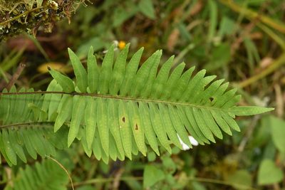 Pleopeltis plebeia, photographed by Alan Rockefeller
