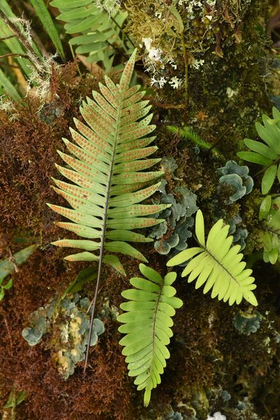 Pleopeltis plebeia, photographed by Alan Rockefeller
