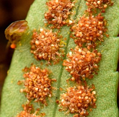 Pleopeltis plebeia, photographed by Alan Rockefeller