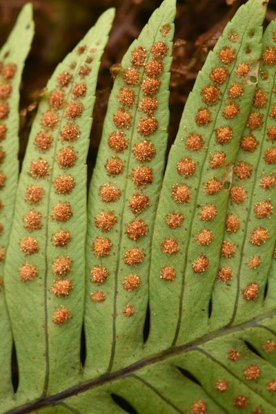 Pleopeltis plebeia, photographed by Alan Rockefeller