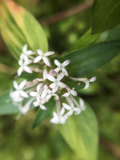 Crusea longiflora, photographed by Carrie Seltzer