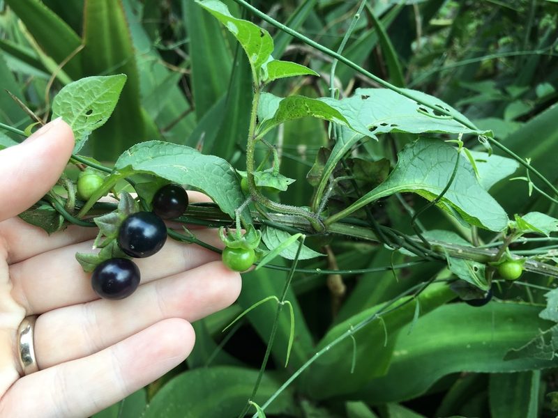 Jaltomata procumbens, photographed by Carrie Seltzer