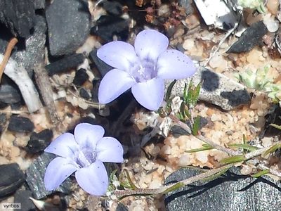 Wahlenbergia oxyphylla, photographed by Chris Vynbos