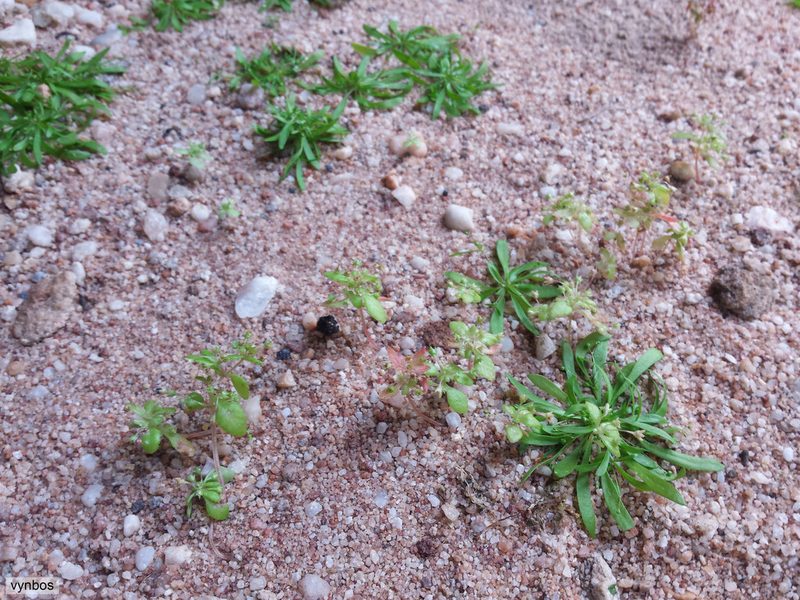 Pharnaceum subtile, photographed by Chris Vynbos