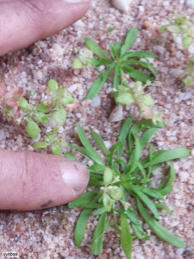 Pharnaceum subtile, photographed by Chris Vynbos