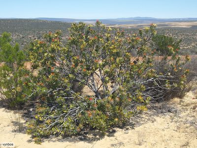 Leucospermum praemorsum, photographed by Chris Vynbos