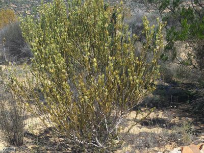 Leucadendron procerum, photographed by Chris Vynbos