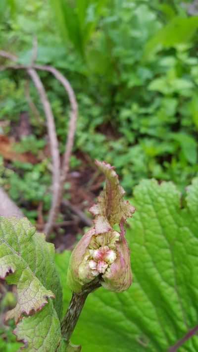 Psacalium amplifolium, photographed by Eugenio Padilla